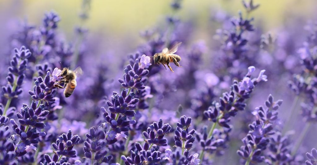 Close-up photo of bees pollinating lavender flowers in a vibrant field.