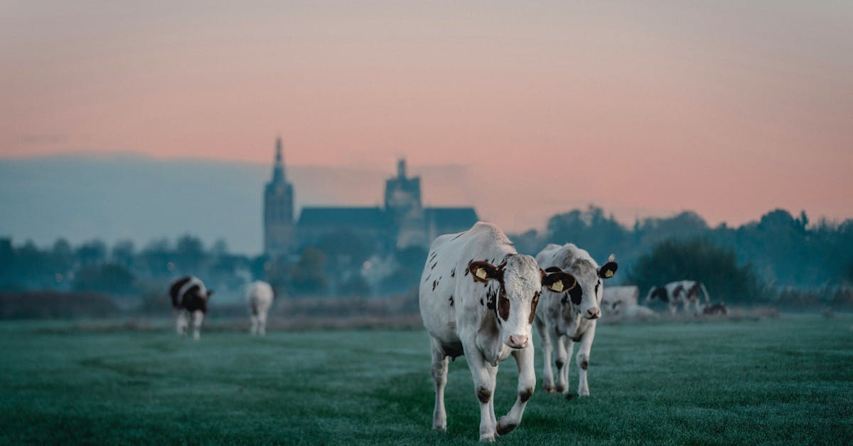 pexels-photo-34629974-34629974 Cows grazing in a serene field with a distant church at sunrise.